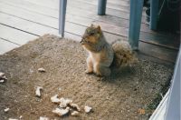 Squirrel! '96