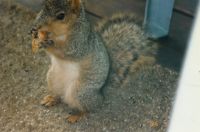Squirrel Closeup '96