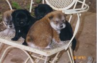 Verna's Puppies II '97